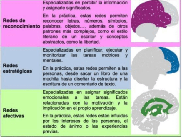 Redes_cerebrales_y_aprendizaje